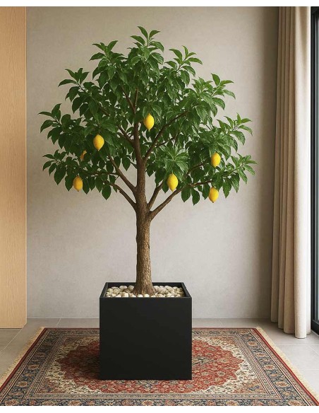 Arbres fruitiers