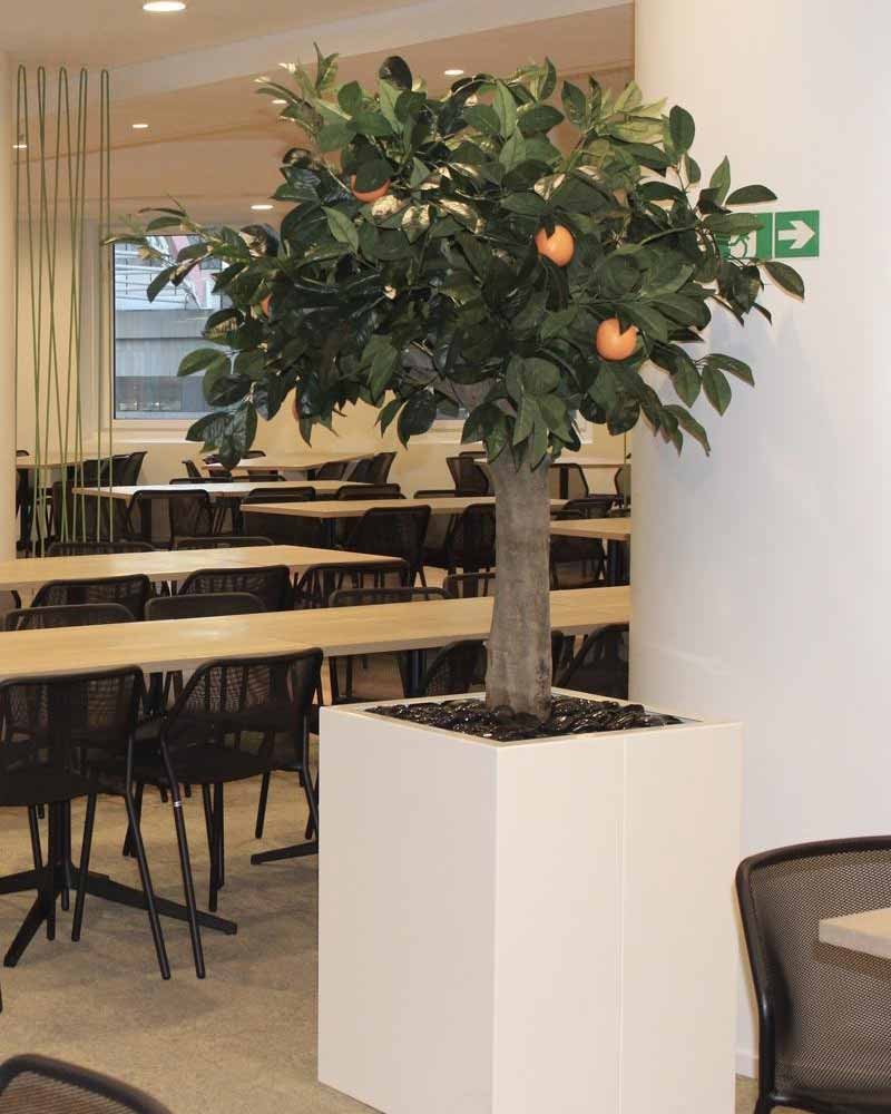 Arbres fruitiers 2